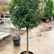 Prunus lusitanica - TRZSES 8 literes kontnerben, Trzsmagassg: 100 cm
