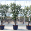 Quercus suber - Para tlgy 35 literes kontnerben, 150/175 cm magas