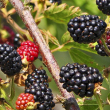Rubus fruticosus ’Dirksen Thornless' - Korai bterm tsktlen feketeszeder 2-3 literes kontnerben