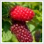 Rubus tayberry 'Buckingham' 2 literes kontnerben