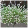 Salix integra 'Hakuro-Nishiki' 7,5 literes kontnerben, Trzsmagassg: 150 cm