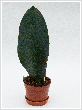 Sansevieria masoniana 12cm cserp, ~30cm magas