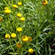Santolina viridis - Zld cipruska 10 cm-es cserpben