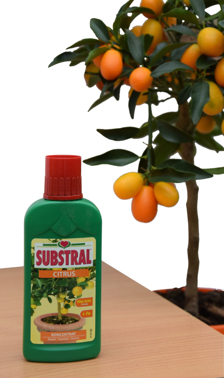 Substral Citrus Tpoldat