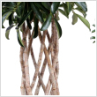 Sugrarlia - Schefflera arboricola (RCSOS) ~150 cm magas