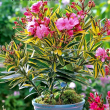 Tarka level leander - Nerium oleander 'Variegata' 28 cm-es cserpben