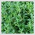 Thymus vulgaris - Kakukkf (fszernvny) 14 cm-es cserpben
