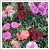 Trkszegf - Dianthus barbatus 17 cm-es cserpben