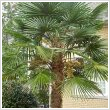 Trachycarpus fortunei 55 literes kontnerben, Trzsmagassg: 90 cm