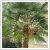Trachycarpus fortunei 55 literes kontnerben, Trzsmagassg: 90 cm