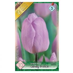 Tulipn 'Candy Prince'