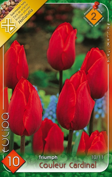 Tulipn hagyma 'Couleur Cardinal'