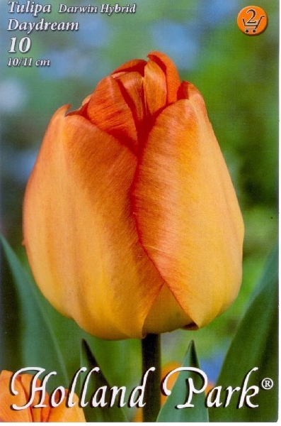 Tulipn hagyma 'Daydream'