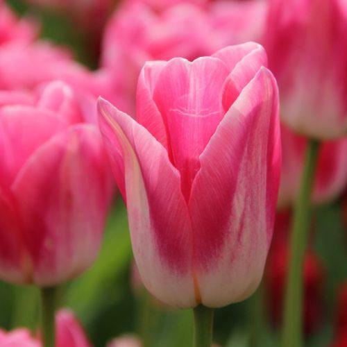 Tulipn hagyma 'Dynasty'