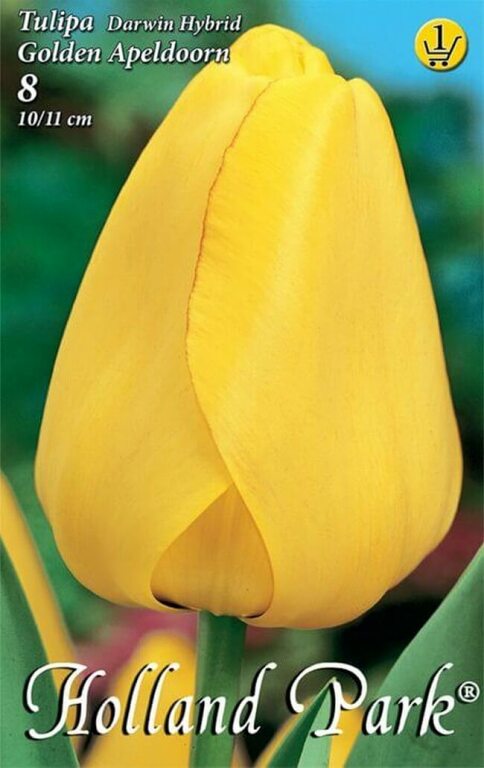 Tulipn hagyma 'Golden Apeldoorn'