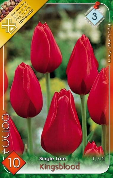 Tulipn hagyma 'Kingsblood'