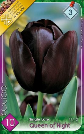 Tulipn hagyma 'Queen of Night'
