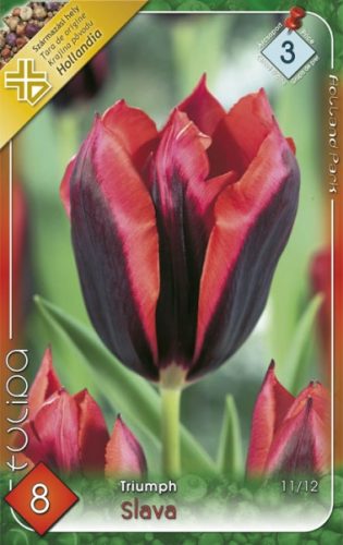 Tulipn hagyma 'Slawa'