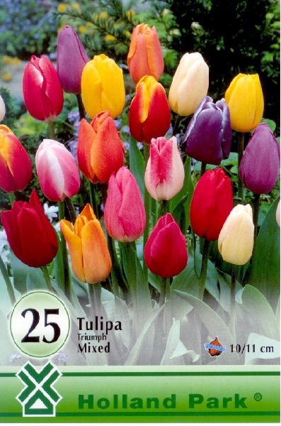 Tulipn hagyma 'Triumph mix'