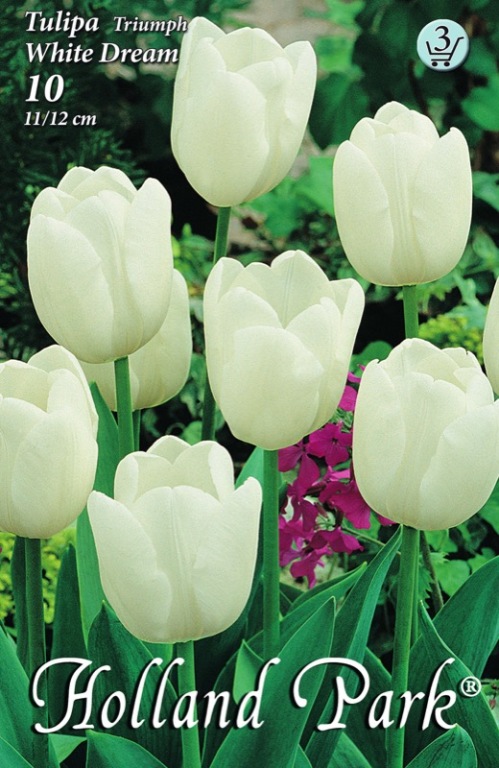 Tulipn hagyma 'White Dream'