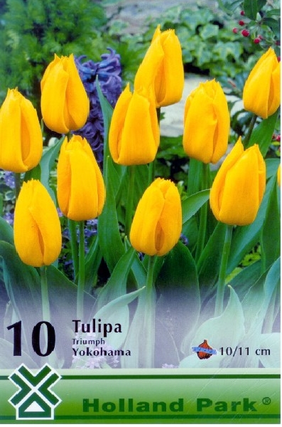 Tulipn hagyma 'Yokohama'