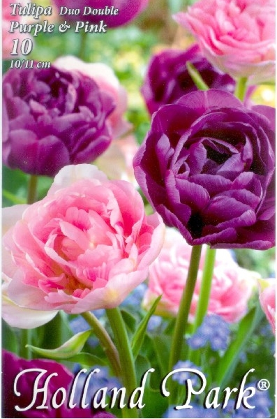 Tulipán hagyma 'Pink - purple duo' (Tulipa 'Pink - purrple ...