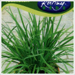 Vetmag - METLFOKHAGYMA (Allium tuberosum) 1 tasak / 1g, z