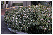 Viburnum davidii - Trzses (M.A.) 12 literes kontnerben