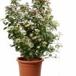 Viburnum tinus 'Eve Price' 18 literes kontnerben, 80/100 cm magas