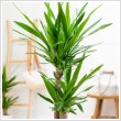 Yucca 3 tuffos, 45/45/45 cm-es trzzsel