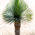 Yucca rostrata - TRZSES csrstok jukka